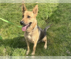 German Shepherd Dog-Unknown Mix Dogs for adoption in McKinleyville, CA, USA