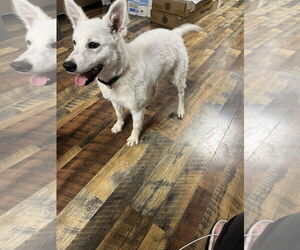 American Eskimo Dog Dogs for adoption in Pikesville, MD, USA