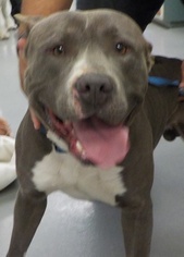 American Pit Bull Terrier Dogs for adoption in Rowlett, TX, USA