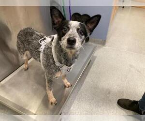 Mutt Dogs for adoption in Orange, CA, USA