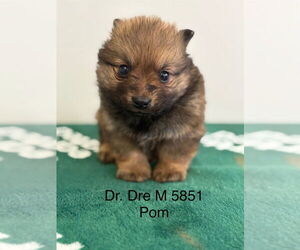 Pomeranian Dogs for adoption in Studio City, CA, USA