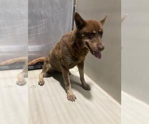 Siberian Husky Dogs for adoption in Bakersfield, CA, USA