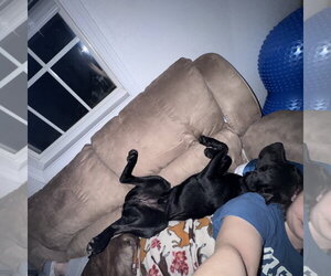 Mutt Dogs for adoption in Fargo, ND, USA
