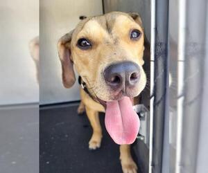 Mutt Dogs for adoption in San Antonio, TX, USA