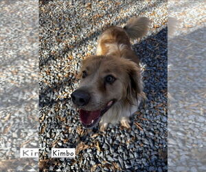 Australian Shepherd-Retriever  Mix Dogs for adoption in Albemarle, NC, USA