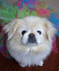 Medium Photo #1 Pekingese Puppy For Sale in Florence, KY, USA