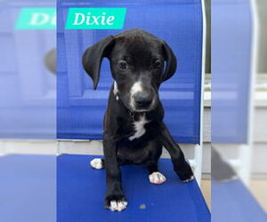 Mutt Dogs for adoption in Sheboygan, WI, USA