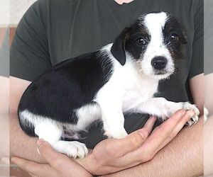 Chihuahua-Unknown Mix Dogs for adoption in Carrollton, TX, USA