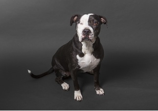 Medium Photo #1 American Staffordshire Terrier-Pointer Mix Puppy For Sale in El Cajon, CA, USA