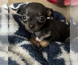 Chihuahua Dogs for adoption in South Bend, IN, USA