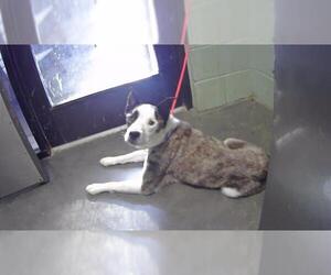 German Shepherd Dog-Unknown Mix Dogs for adoption in Tulsa, OK, USA