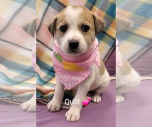 Collie-Labrador Retriever Mix Dogs for adoption in SHERBURNE, NY, USA