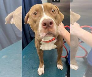 Bulldog-Unknown Mix Dogs for adoption in Mobile, AL, USA