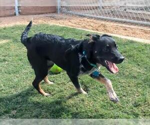 Border Collie-Unknown Mix Dogs for adoption in Plano, TX, USA
