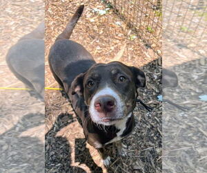 Labrador Retriever-Unknown Mix Dogs for adoption in Caribou, ME, USA