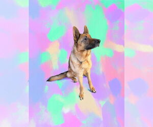 German Shepherd Dog Dogs for adoption in Millburn, NJ, USA