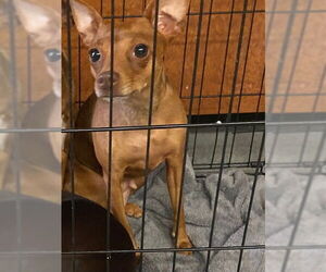 Chihuahua Dogs for adoption in Rancho Cucamonga, CA, USA