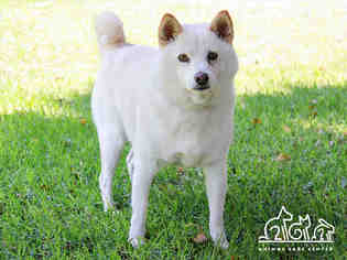 Shiba Inu Dogs for adoption in Irvine, CA, USA