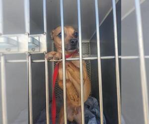Chihuahua Dogs for adoption in Bakersfield, CA, USA