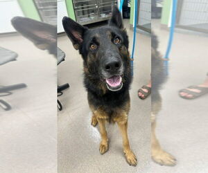 Mutt Dogs for adoption in La Porte, IN, USA