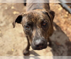 Mutt Dogs for adoption in Tulsa, OK, USA