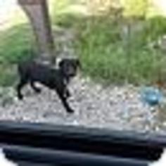 Chinese Shar-Pei-Labrador Retriever Mix Dogs for adoption in Hankamer, TX, USA