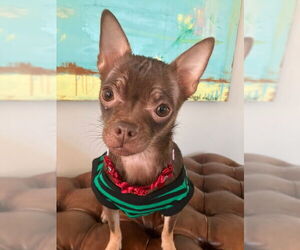 Chihuahua Dogs for adoption in Bellevue, WA, USA