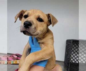 American Pit Bull Terrier-Unknown Mix Dogs for adoption in Oklahoma City, OK, USA