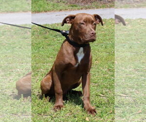 American Pit Bull Terrier-Unknown Mix Dogs for adoption in Prattville, AL, USA