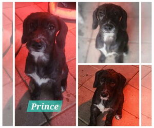German Wirehaired Pointer-Parson Russell Terrier Mix Dogs for adoption in Farmerville, LA, USA