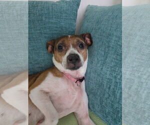 Jack Chi Dogs for adoption in Montello, WI, USA