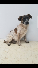 Mutt Dogs for adoption in Patterson, NY, USA
