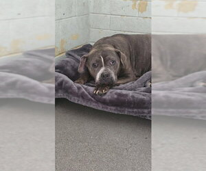 Mutt Dogs for adoption in Stockton, CA, USA