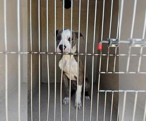 American Pit Bull Terrier-Unknown Mix Dogs for adoption in Oklahoma City, OK, USA