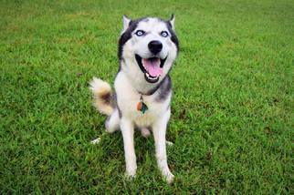 Alaskan Husky Dogs for adoption in Greenville, SC, USA