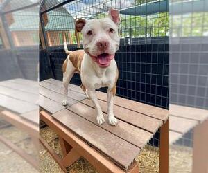 American Pit Bull Terrier-Unknown Mix Dogs for adoption in Frisco, CO, USA