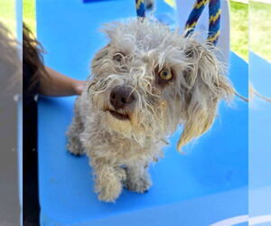 Poodle (Miniature) Dogs for adoption in Long Beach, CA, USA