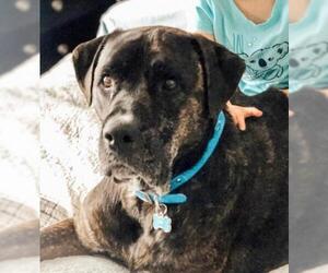 Boxweiler Dogs for adoption in Dana Point, CA, USA