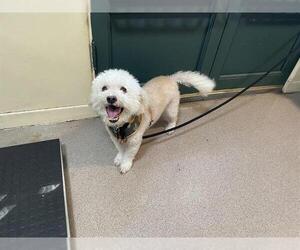 Poodle (Miniature) Dogs for adoption in Pasadena, CA, USA