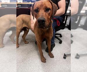 Rhodesian Ridgeback-Unknown Mix Dogs for adoption in Alameda, CA, USA