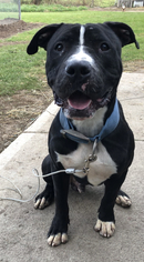 Staffordshire Bull Terrier Dogs for adoption in Hillsdale, IN, USA