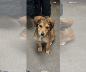 Spaniel-Unknown Mix Dogs for adoption in Social Circle, GA, USA