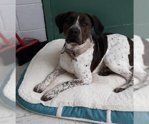 German Shorthaired Pointer Dogs for adoption in Crystal, MN, USA