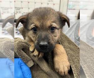 German Shepherd Dog Dogs for adoption in Stockton, CA, USA