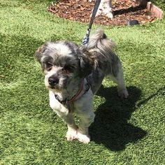 Havashu Dogs for adoption in Sacramento, CA, USA