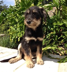 Golden Shepherd Dogs for adoption in Austin, TX, USA