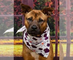 German Shepherd Dog-Unknown Mix Dogs for adoption in Sanford, FL, USA