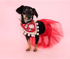 Dachshund-Unknown Mix Dogs for adoption in phoenix, AZ, USA