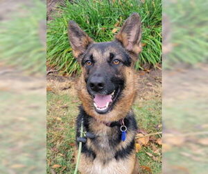 German Shepherd Dog Dogs for adoption in Modesto, CA, USA