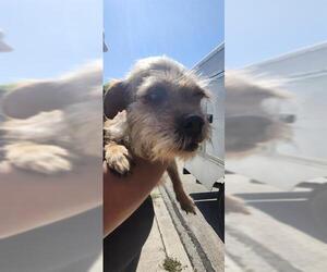 Mutt Dogs for adoption in San Antonio, TX, USA